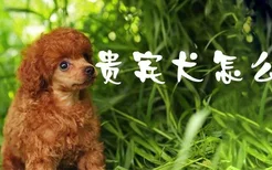 贵宾犬怎么挑选