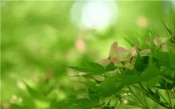 桂花树容易栽活吗