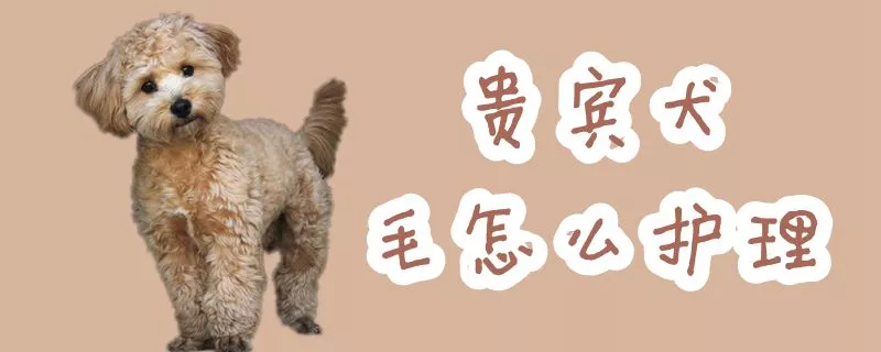 贵宾犬毛怎么护理