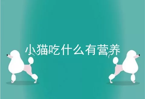 小猫吃什么有营养