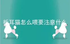 折耳猫怎么喂要注意什么