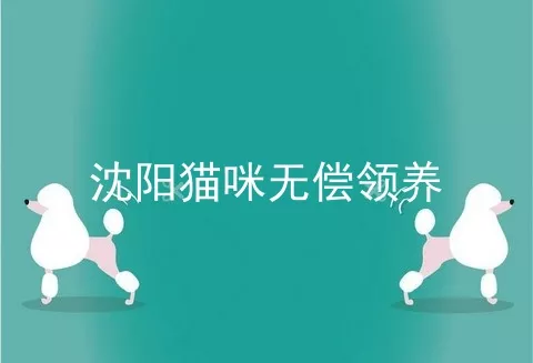 沈阳猫咪无偿领养