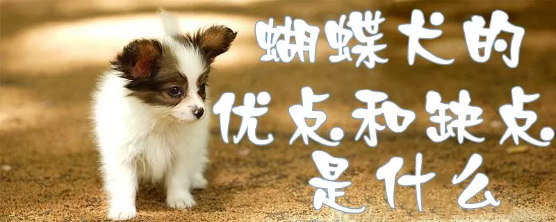 蝴蝶犬的优点和缺点是什么1