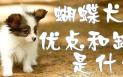 蝴蝶犬的优点和缺点是什么