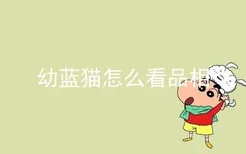 幼蓝猫怎么看品相