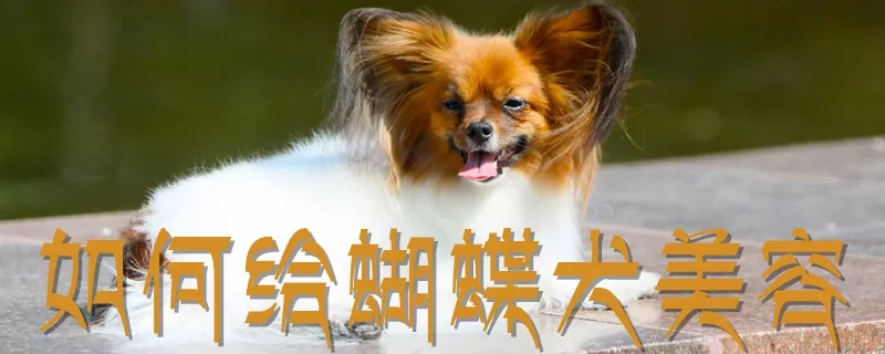 如何给蝴蝶犬美容