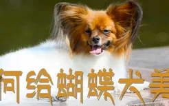 如何给蝴蝶犬美容