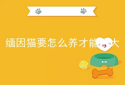 缅因猫要怎么养才能很大