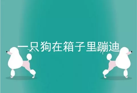 一只狗在箱子里蹦迪