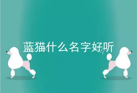 蓝猫什么名字好听