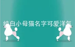 纯白小母猫名字可爱洋气