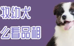 边牧幼犬怎么看品相