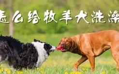 怎么给牧羊犬洗澡