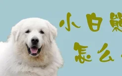 小白熊犬怎么养