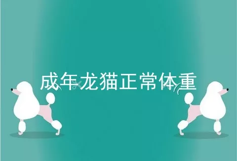 成年龙猫正常体重