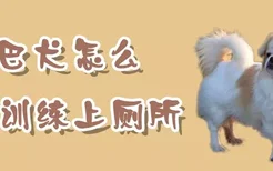 京巴犬怎么训练上厕所