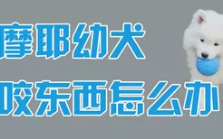 萨摩耶幼犬乱咬东西怎么办