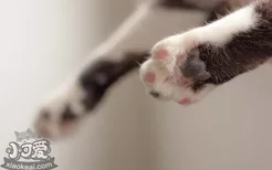 猫爪子肉垫粉色变黑 是什么原因导致的