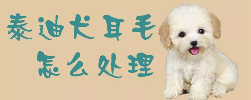 泰迪犬耳毛怎么处理1