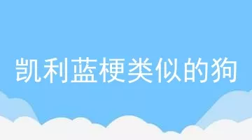 凯利蓝梗类似的狗