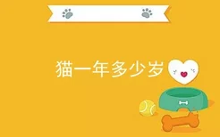 猫一年多少岁