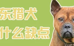 川东猎犬有什么缺点