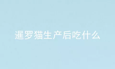 暹罗猫生产后吃什么