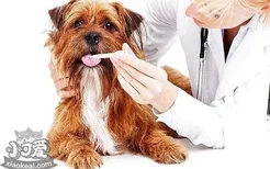 狗狗外耳炎症状 不及时治疗小心致耳聋