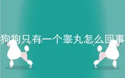 狗狗只有一个睾丸怎么回事