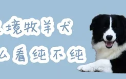 边境牧羊犬怎么看纯不纯