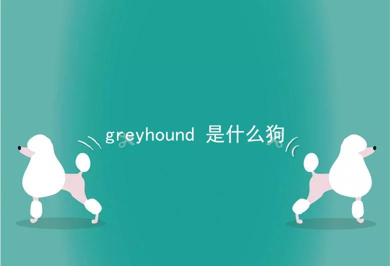 greyhound是什么狗