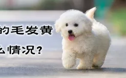 比熊的毛发黄什么情况