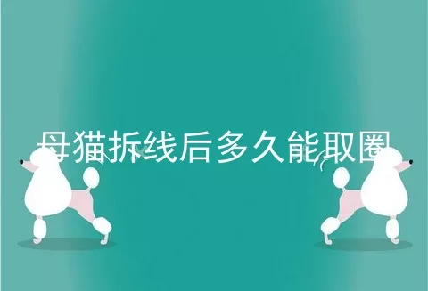 母猫拆线后多久能取圈