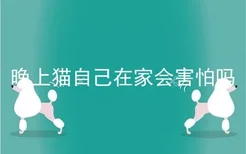 晚上猫自己在家会害怕吗