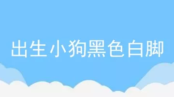 出生小狗黑色白脚