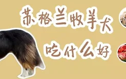 苏格兰牧羊犬吃什么好