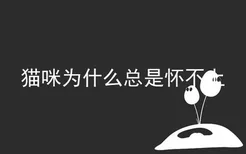 猫咪为什么总是怀不上