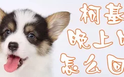 柯基犬晚上叫怎么回事