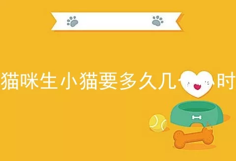 猫咪生小猫要多久几个小时