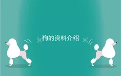 狗的资料介绍