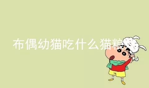 布偶幼猫吃什么猫粮好