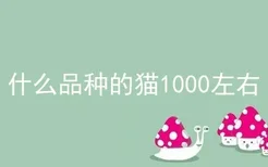 什么品种的猫1000左右