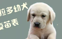 拉布拉多幼犬打疫苗表