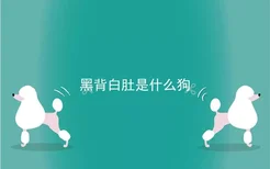 黑背白肚是什么狗