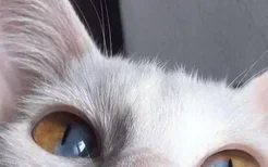 猫咪瞳孔变成一条线代表什么