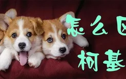 怎么区分柯基犬