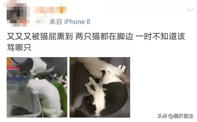 猫会放屁么(猫会放屁吗)