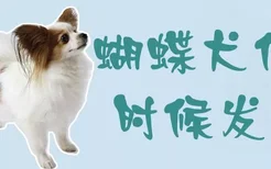 蝴蝶犬什么时候发情