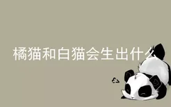 橘猫和白猫会生出什么