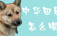 中华田园犬怎么喂养